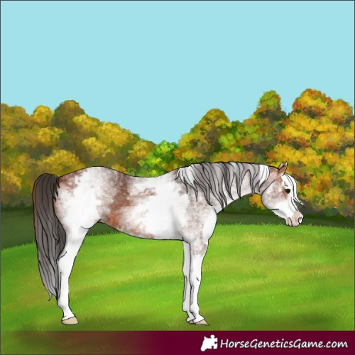 Horse Color:White Spotted Bay Splash