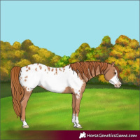 Horse Color:Chestnut Frame Appaloosa