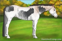 Horse Color:White Spotted Blue Roan Rabicano  and White Spotted Bay Roan Rabicano 