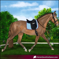 Horse Color:Gray Perlino
