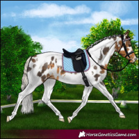 Horse Color:Silver Buckskin Tobiano Appaloosa