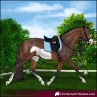 Horse Color:Bay Sabino Frame