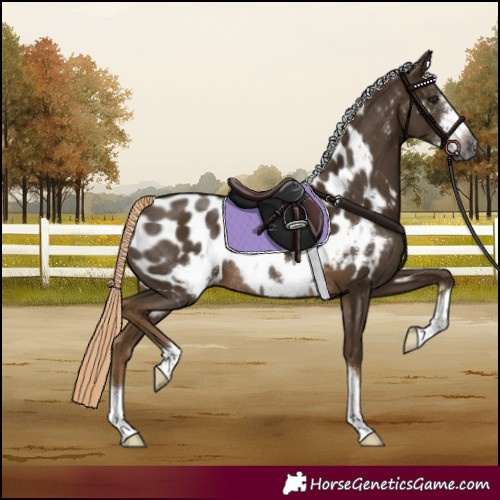 Horse Color:Gray Chocolate Palomino Frame Appaloosa Rabicano