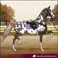 Horse Color:Gray Chocolate Palomino Frame Appaloosa Rabicano