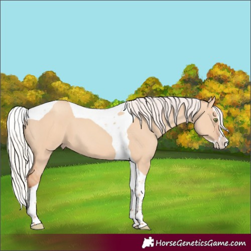 Horse Color:Silver Amber Champagne Dun Splash Tobiano