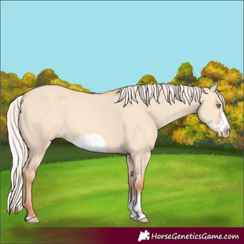 Horse Color:Silver Classic Champagne Dun Sabino Splash Frame Rabicano 