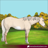 Horse Color:Silver Classic Champagne Dun Sabino Splash Frame Rabicano 