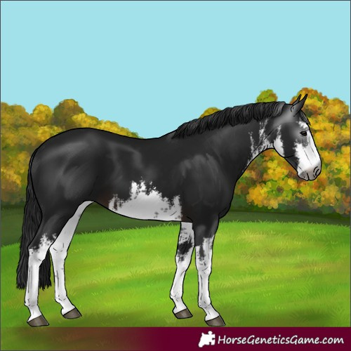 Horse Color:Gray White Spotted Brown 
