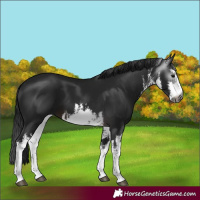 Horse Color:Gray White Spotted Brown 
