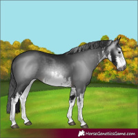 Horse Color:Gray White Spotted Brown 