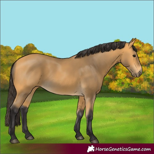 Horse Color:Buckskin 