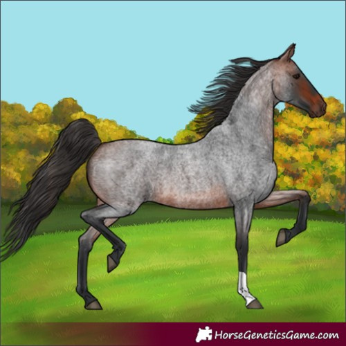 Horse Color:Bay Roan 