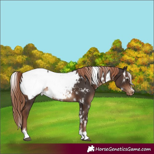 Horse Color:White Spotted Liver Chestnut Appaloosa 