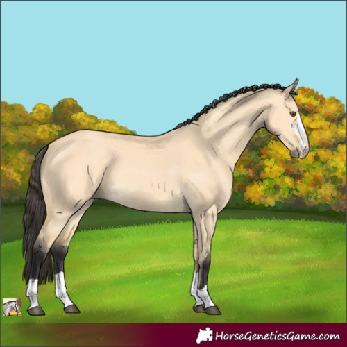 Horse Color:Buckskin Dun 