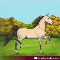 Horse Color:Buckskin