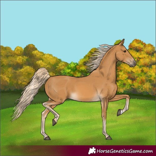 Horse Color:Palomino 