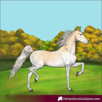 Horse Color:White Spotted Palomino