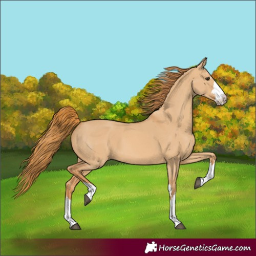 Horse Color:Red Dun 