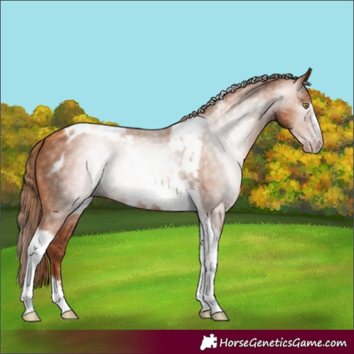 Horse Color:Gray Gold Champagne Tobiano Frame 