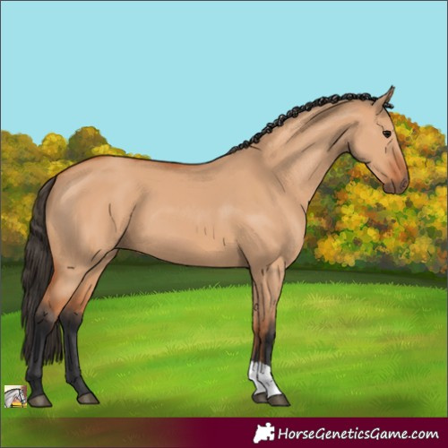 Horse Color:Bay Dun