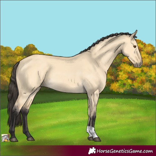 Horse Color:Buckskin Dun