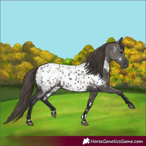Horse Color:Grullo Appaloosa 