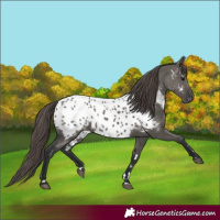 Horse Color:Grullo Near Leopard 