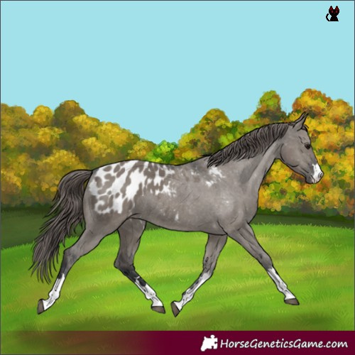 Horse Color:Grullo Blanket