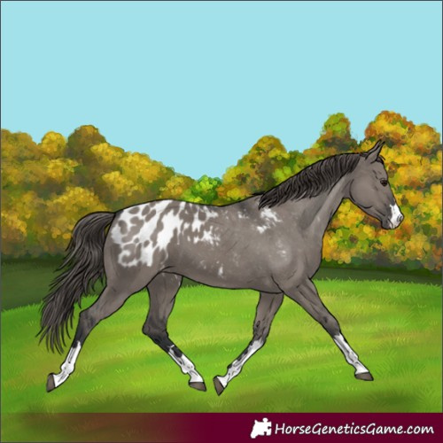 Horse Color:Grullo Appaloosa 
