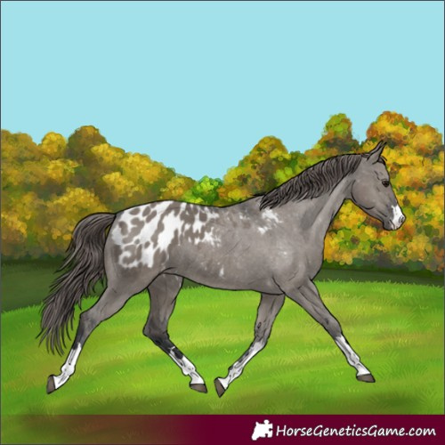 Horse Color:Grullo Appaloosa 
