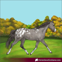 Horse Color:Grullo Appaloosa 