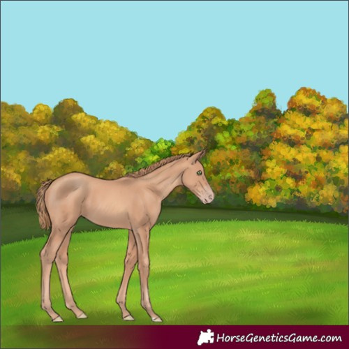 Horse Color:Gold Champagne 