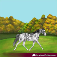 Horse Color:Black Sabino Splash Appaloosa 