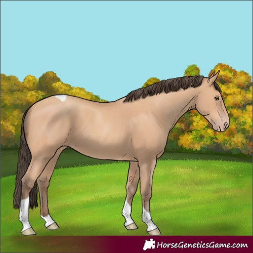 Horse Color:Amber Champagne Tobiano 