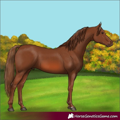 Horse Color:Chestnut 