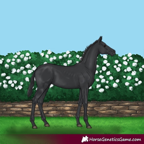 Horse Color:Unknown 