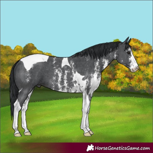 Horse Color:Black Sabino Tobiano 