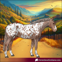 Horse Color:Chestnut Near Leopard 