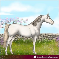 Horse Color:Buckskin Roan Pearl  and Buckskin Roan Pearl 