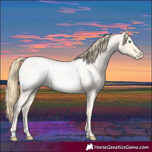 Horse Color:Buckskin Roan Pearl  and Buckskin Roan Pearl Appaloosa 
