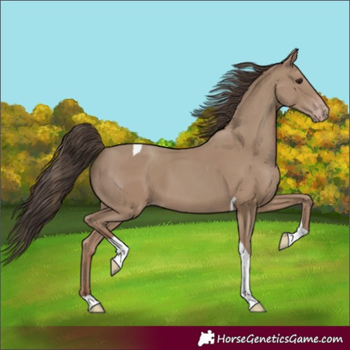 Horse Color:Classic Champagne Tobiano