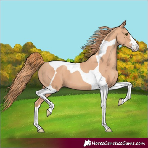 Horse Color:Gold Champagne Tobiano