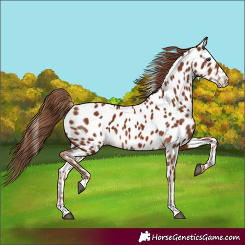 Horse Color:Chestnut Appaloosa 