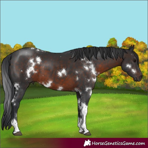 Horse Color:White Spotted Brown Tobiano 