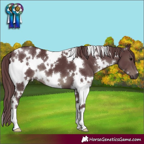 Horse Color:White Spotted Chocolate Black