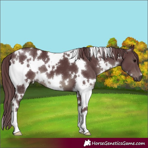 Horse Color:White Spotted Chocolate Black