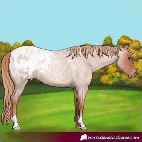 Horse Color:Gold Champagne Roan Appaloosa