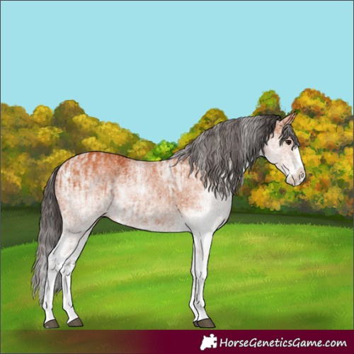 Horse Color:White Spotted Bay Splash  and White Spotted Bay Splash 
