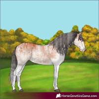 Horse Color:White Spotted Bay Splash  and White Spotted Bay Splash 