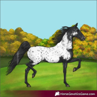Horse Color:Black Appaloosa 